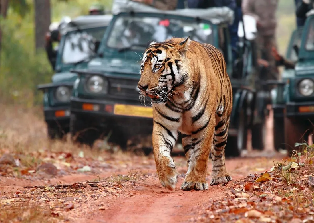 Ranthambore wildlife and tiger safari